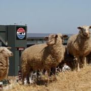 Adopt-A-Sheep