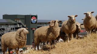 Adopt-A-Sheep